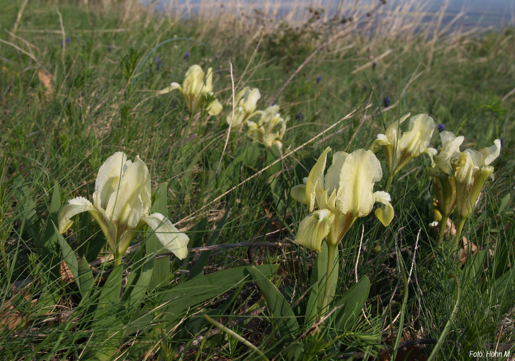 Iris pumila