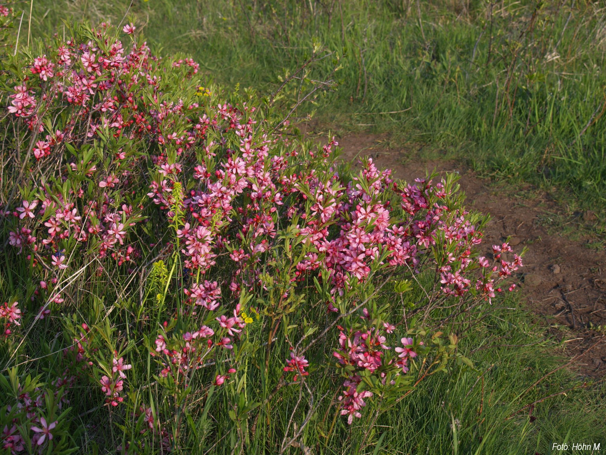 Prunus tenella