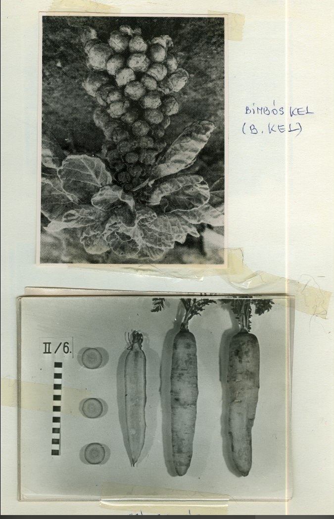 KissF Bkelsargarepa