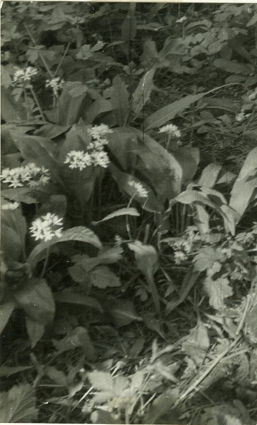 KissF Medvehagyma
