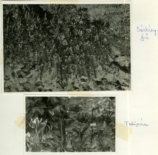 KissF Sarkanyfu Tulipan
